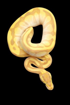 animal image