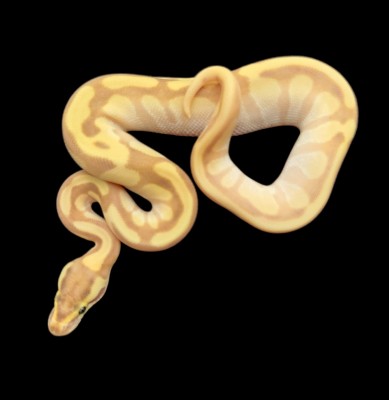 animal image