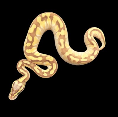 animal image