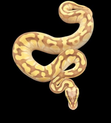 animal image
