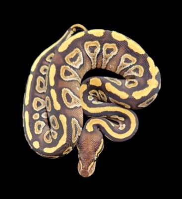 animal image