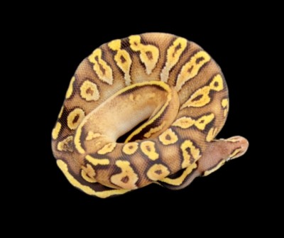 animal image
