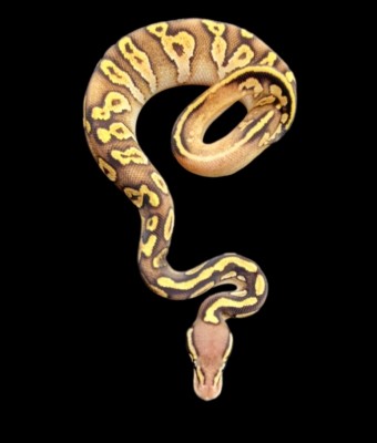 animal image