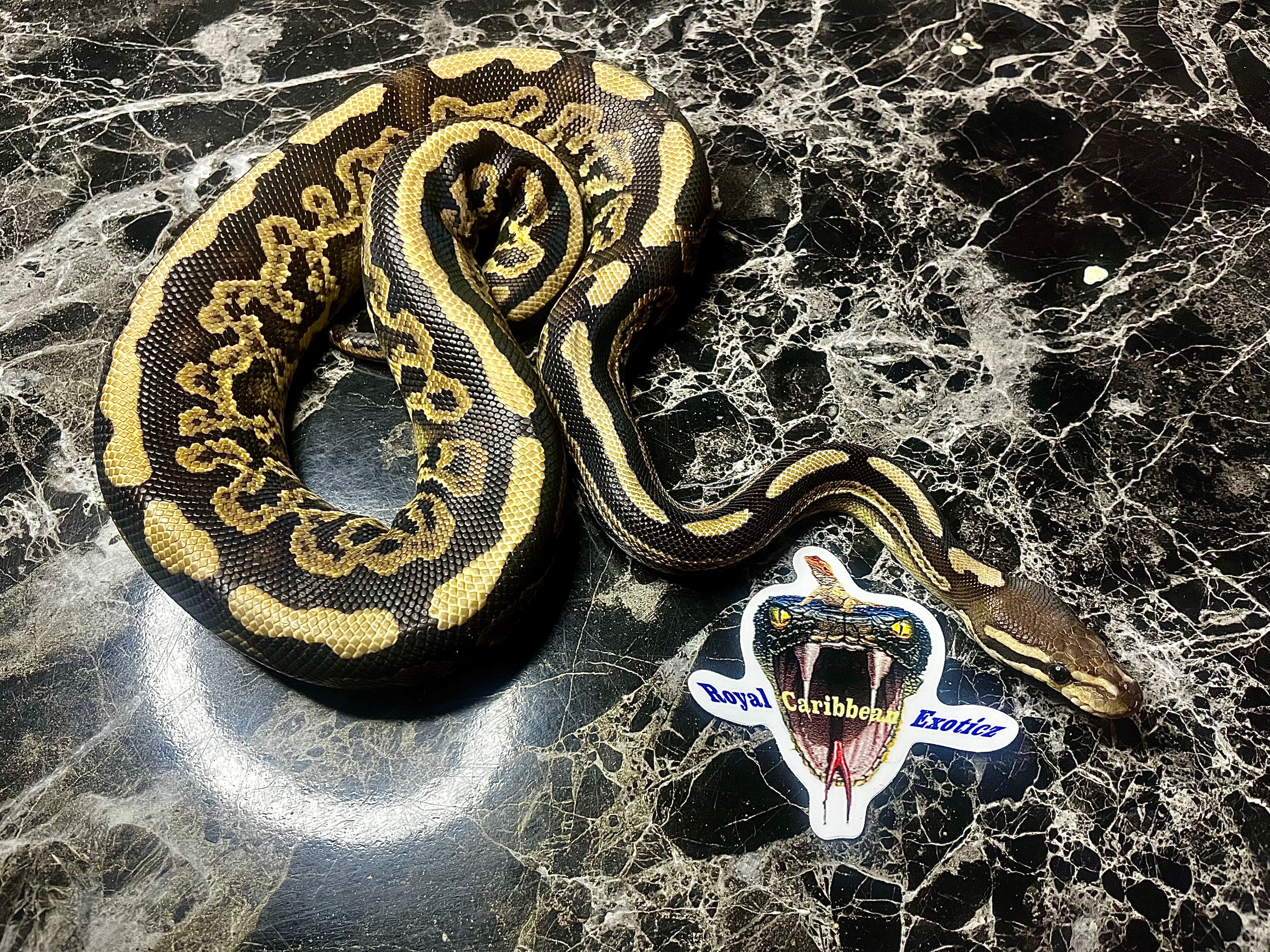 animal image
