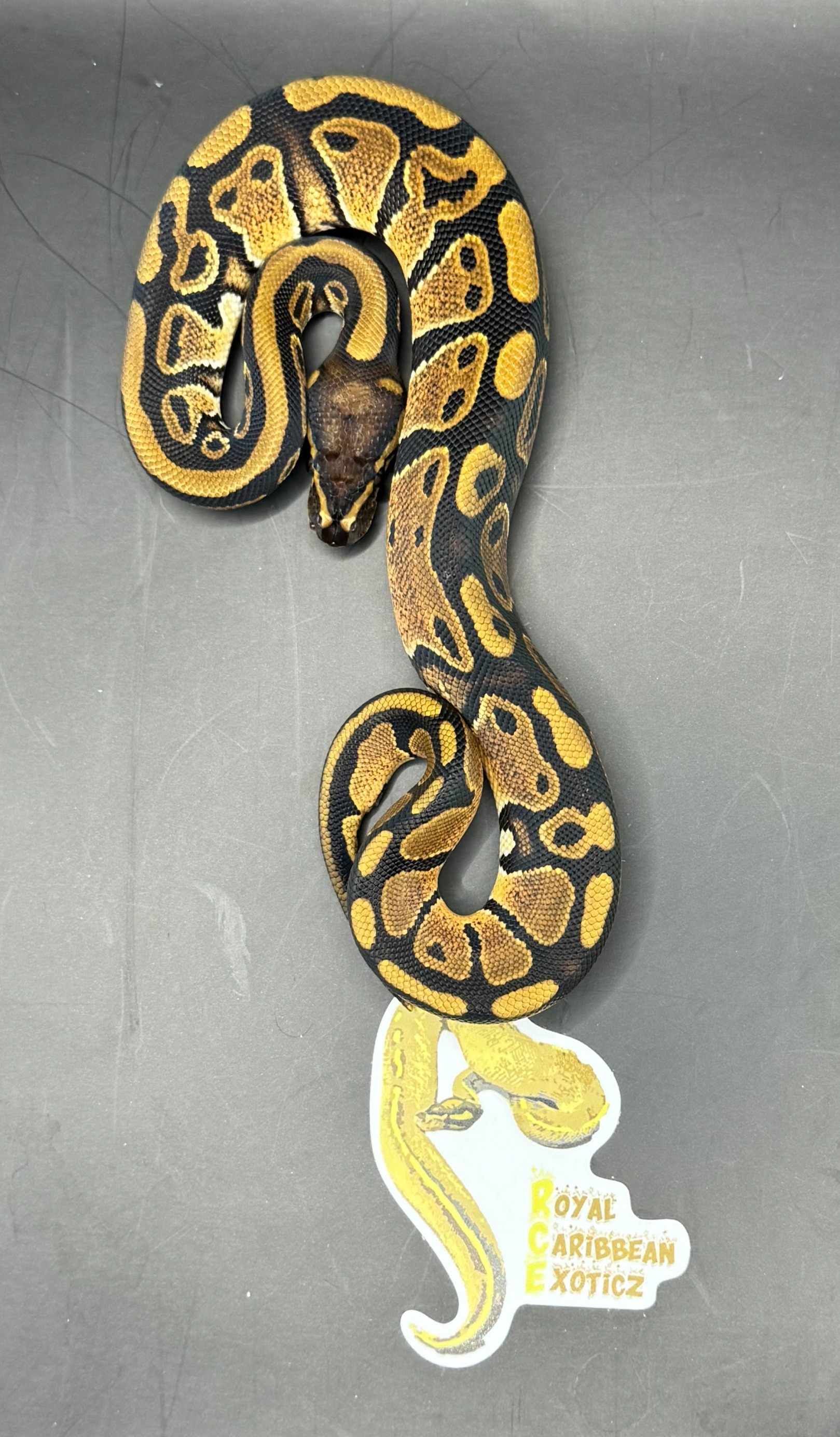 animal image