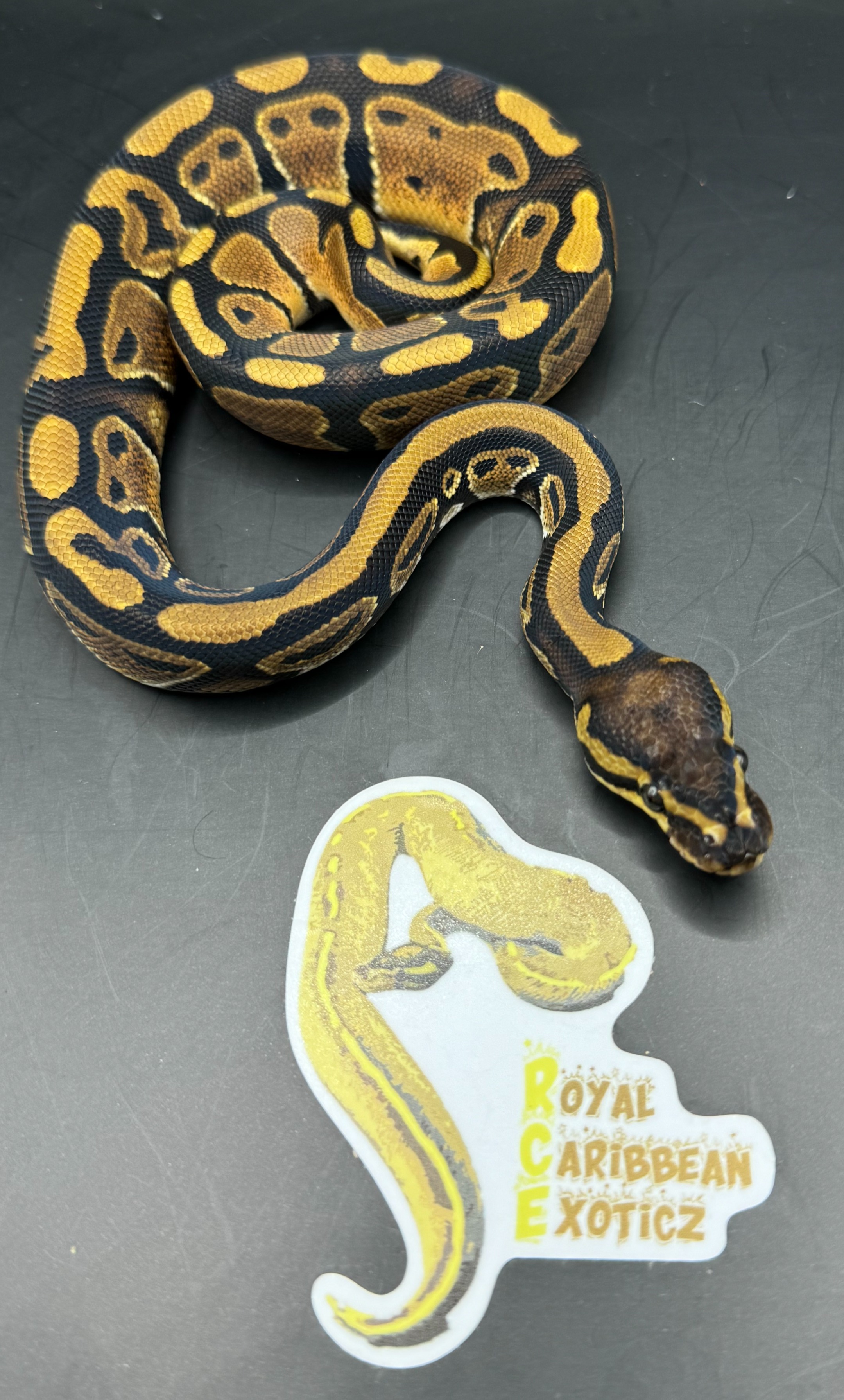 animal image