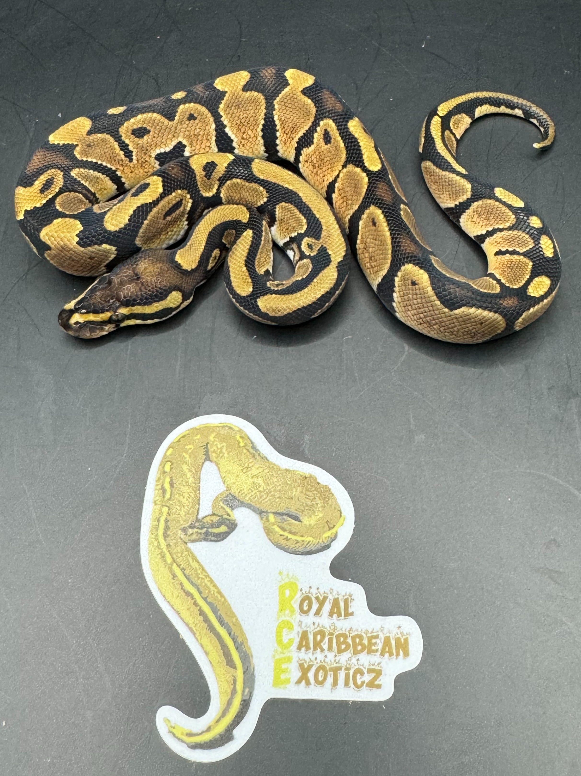 animal image