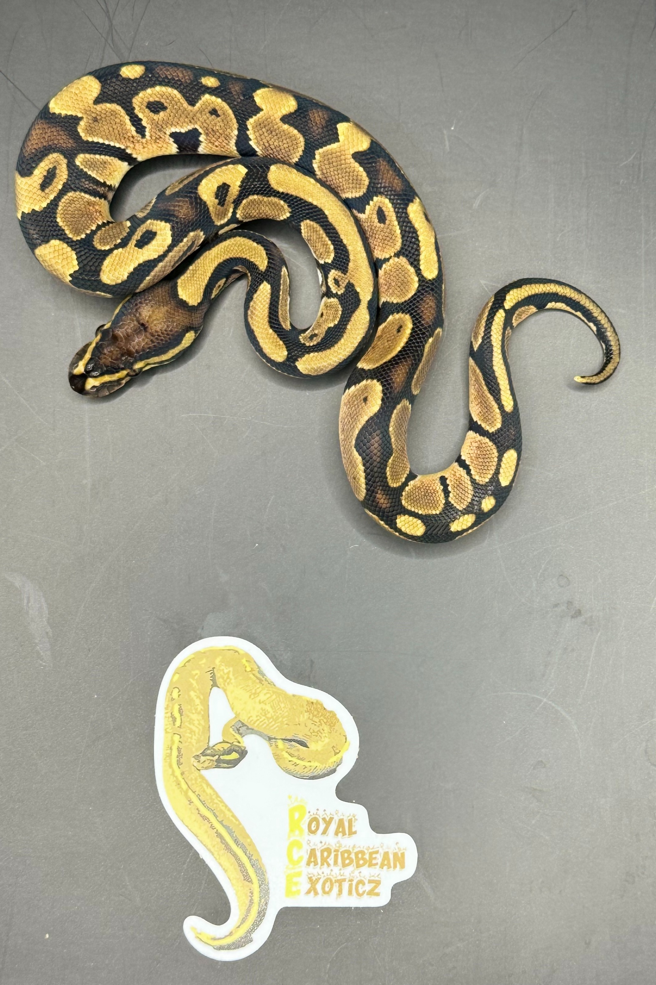 animal image