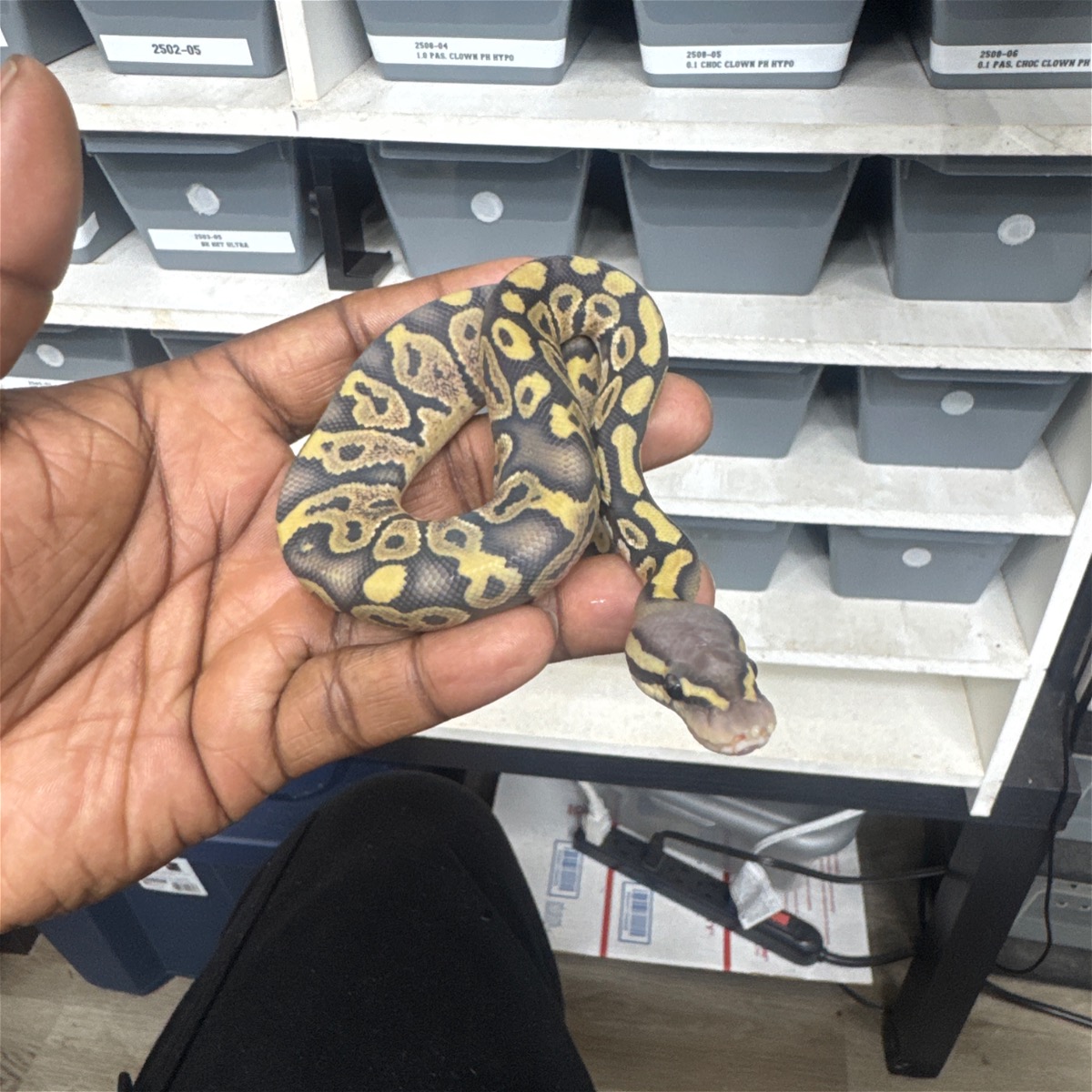 animal image