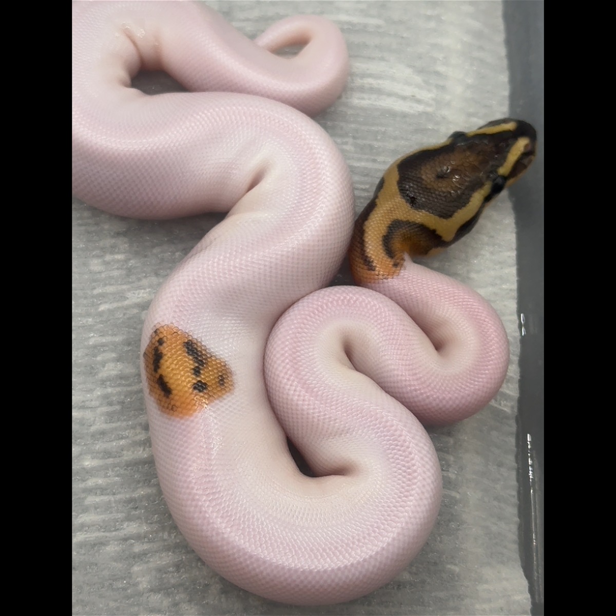 animal image