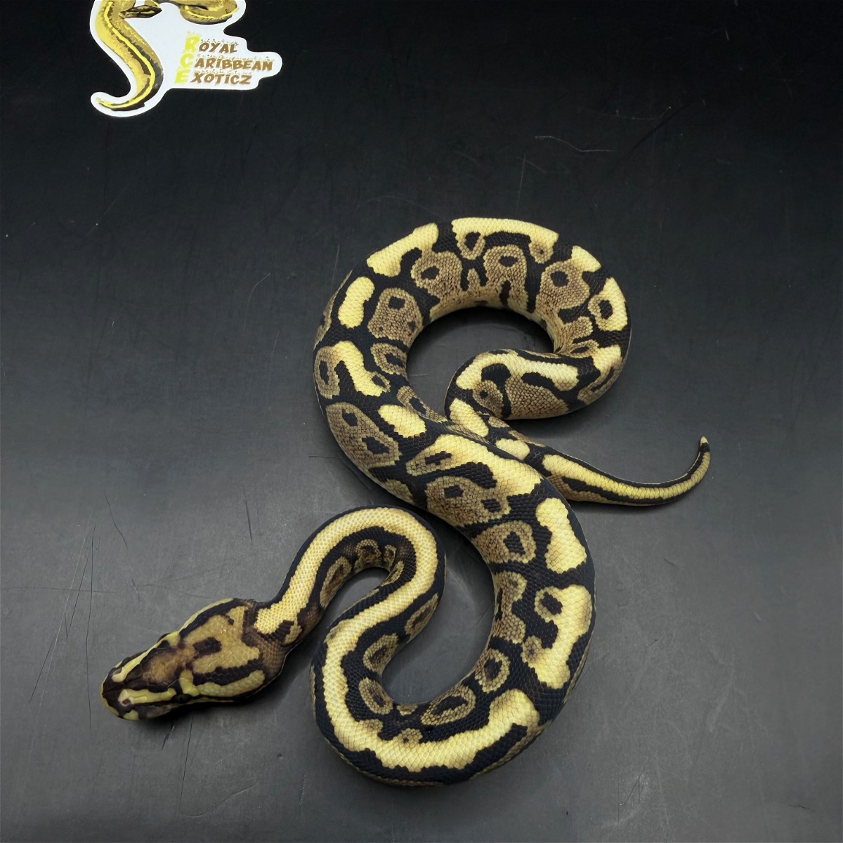 animal image