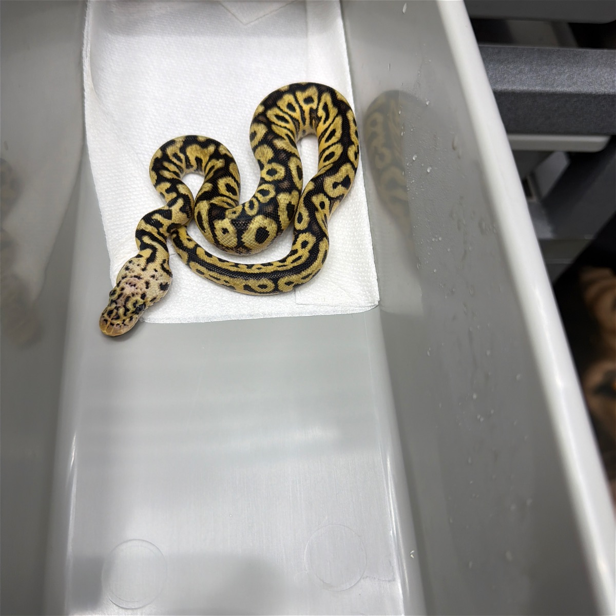 Pastel Spotnose Clown PH Pied