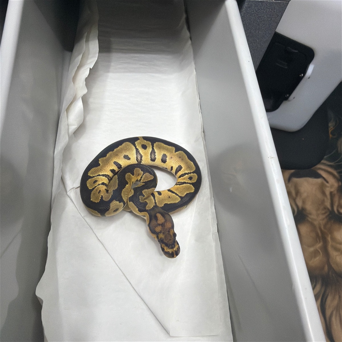 Orange Dream Clown PH Pied
