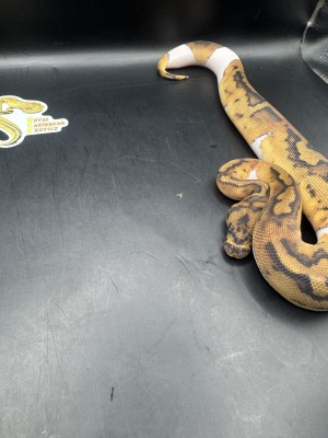 animal image