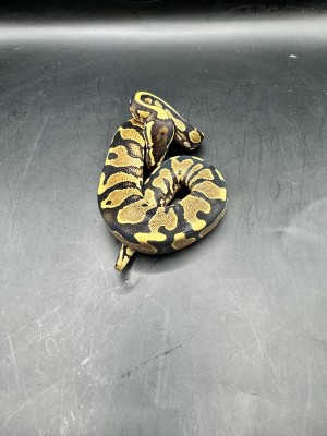 animal image