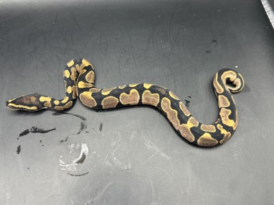 animal image
