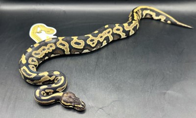animal image