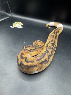 animal image