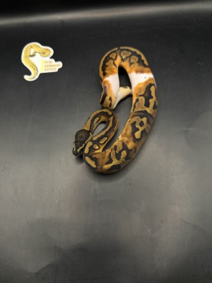 animal image