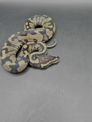 animal image