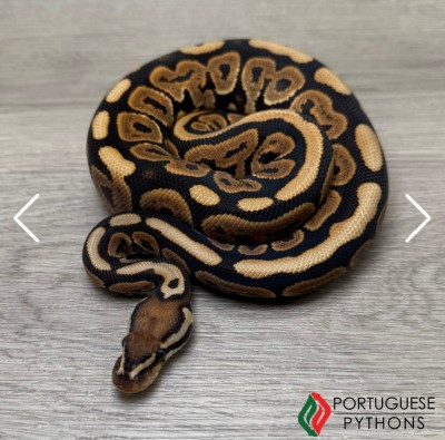 animal image