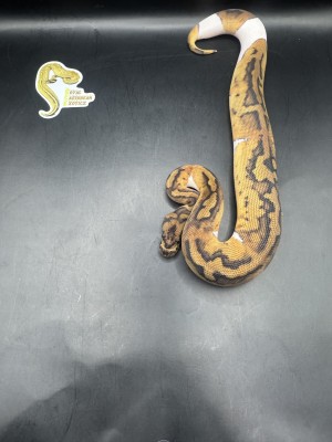 animal image