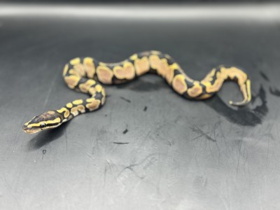 animal image