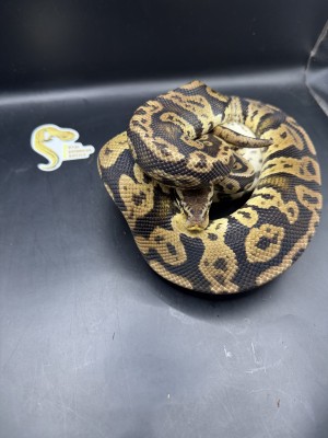 animal image