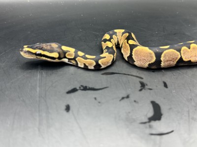 animal image