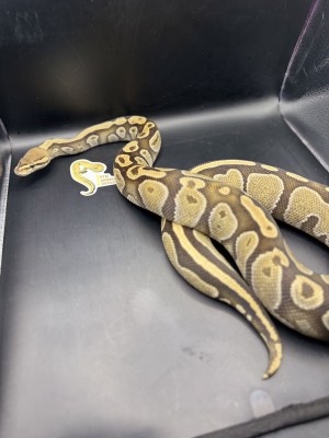 animal image