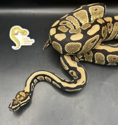 animal image