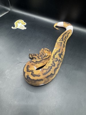 animal image