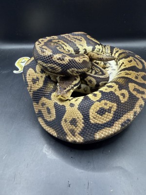 animal image