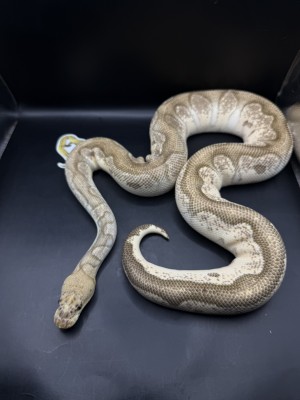 animal image