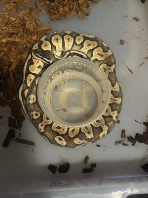 animal image