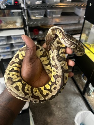 animal image