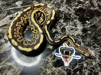 animal image