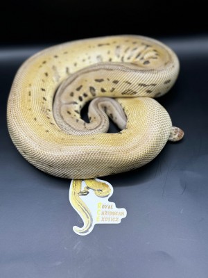 animal image