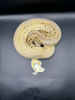 animal image