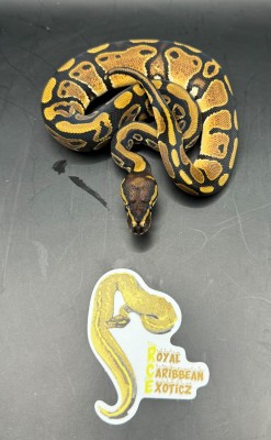 animal image