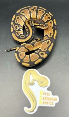 animal image