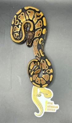 animal image
