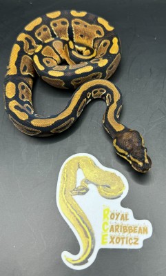 animal image