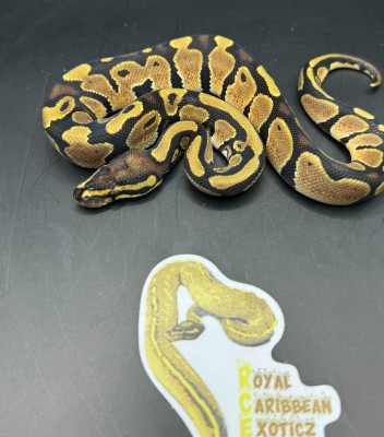 animal image