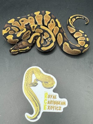 animal image