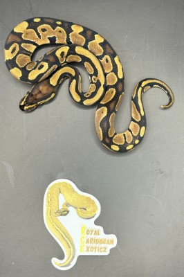 animal image