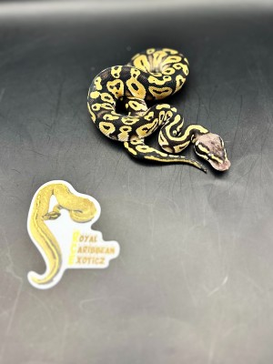 animal image