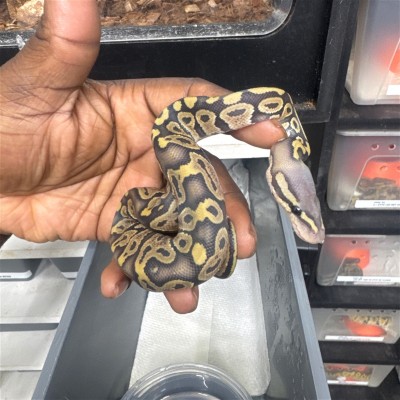 animal image