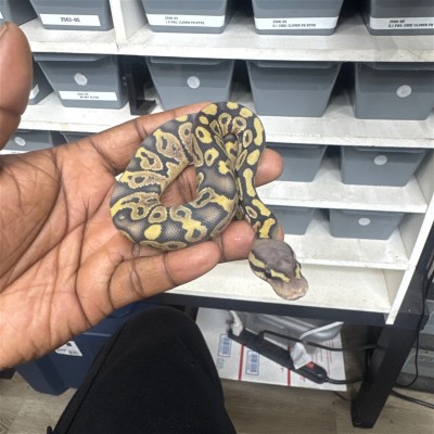 animal image