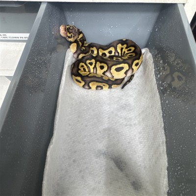 animal image